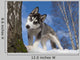 Siberian Husky Puppy