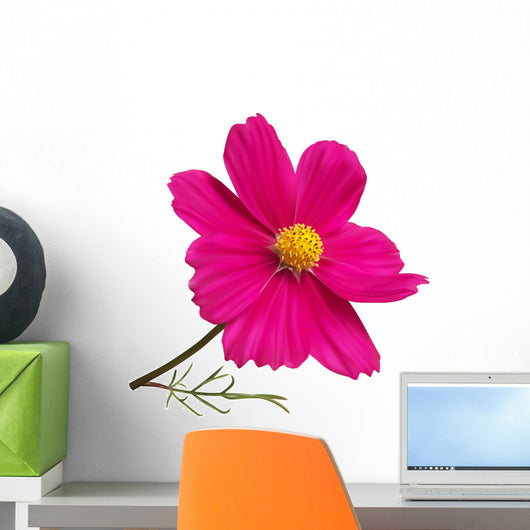 Pink Cosmos Flower