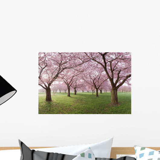 Japanese Cherry Blossoms Tree