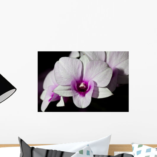 Purple and White Orchids