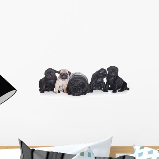 Pug Puppies White Wall Decal