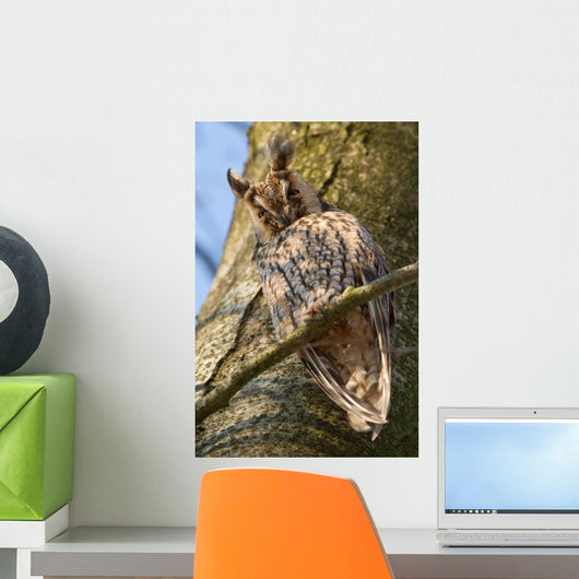 Sleeping Long-eared Owl Wall Mural