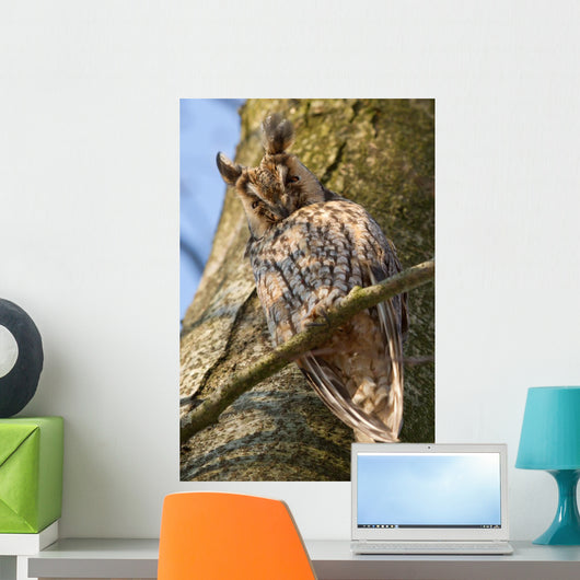 Sleeping Long-eared Owl Wall Mural