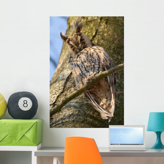 Sleeping Long-eared Owl Wall Mural