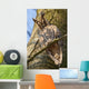 Sleeping Long-eared Owl Wall Mural