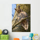 Sleeping Long-eared Owl Wall Mural