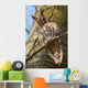 Sleeping Long-eared Owl Wall Mural