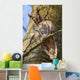 Sleeping Long-eared Owl Wall Mural