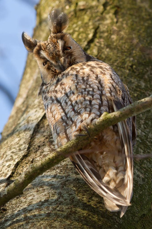 Sleeping Long-eared Owl Wall Mural