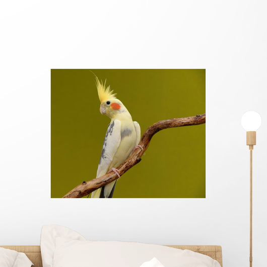 Cockatiel Parrot