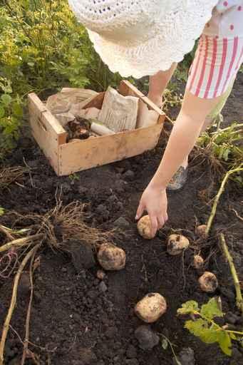 Potatoes Vegetable Garden Wall Decal