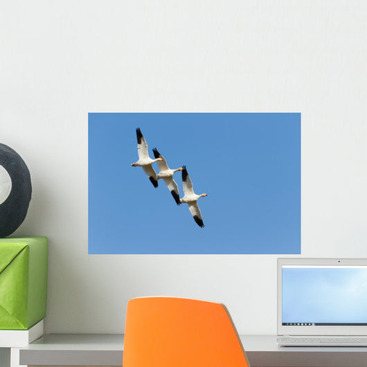 Snow Goose Wall Mural