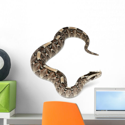 Rhinoceros Viper River Jack Wall Decal