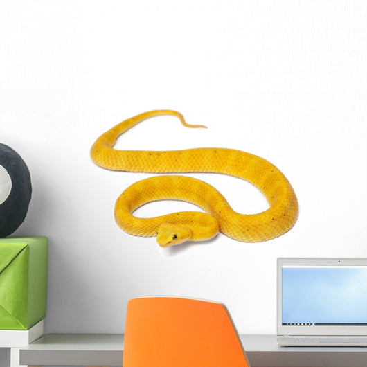 Yellow Eyelash Viper - Bothriechis Schlegelii Poisonous Wall Decal