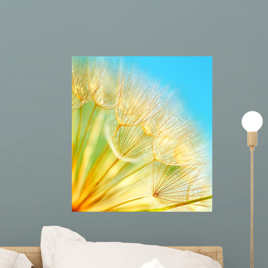 Soft Dandelion Flowers