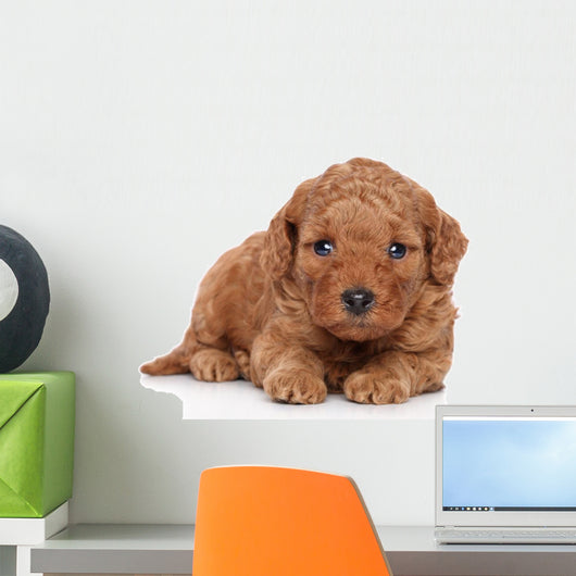 Poodle Puppy Portrait