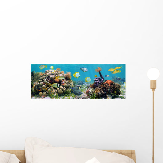 Panoramic Reef
