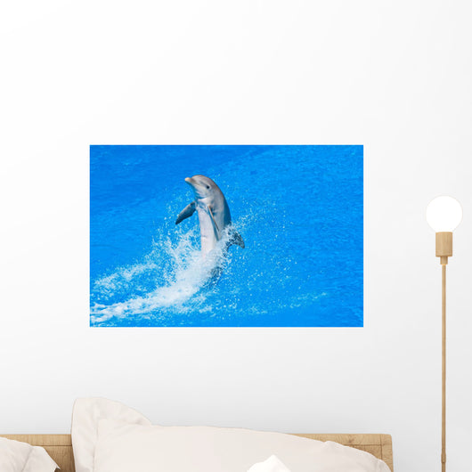 Dolphin