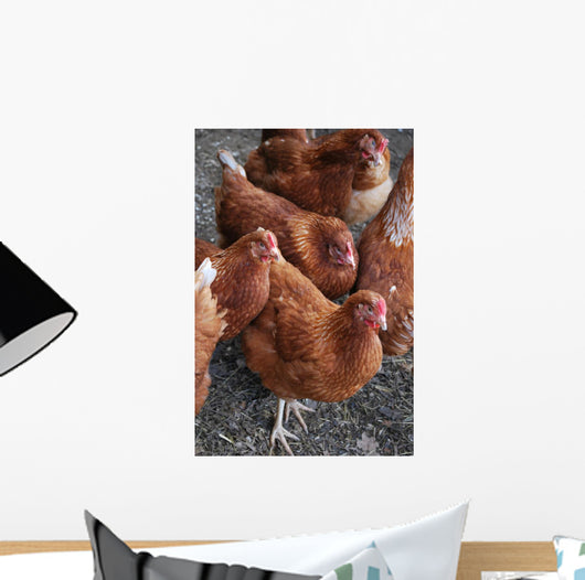 Rhode Island Red