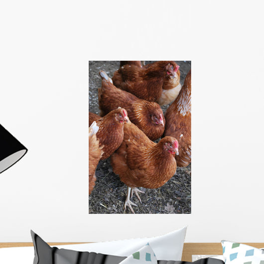 Rhode Island Red