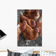 Rhode Island Red