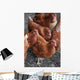 Rhode Island Red