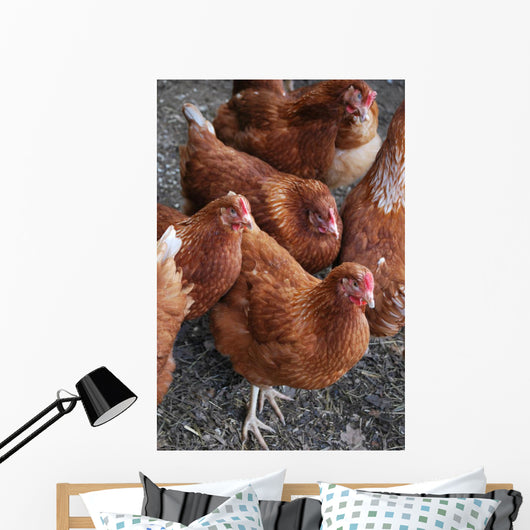 Rhode Island Red