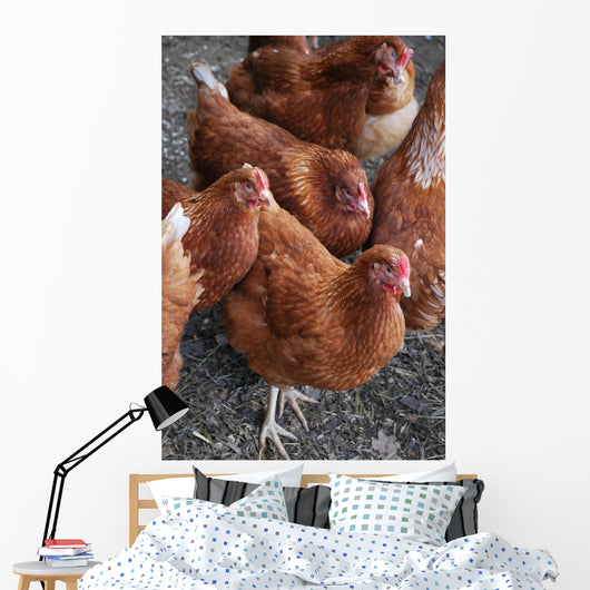 Rhode Island Red