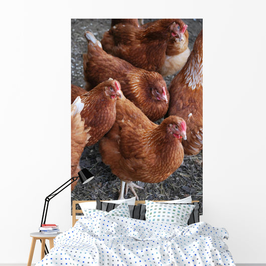 Rhode Island Red