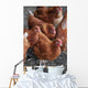 Rhode Island Red