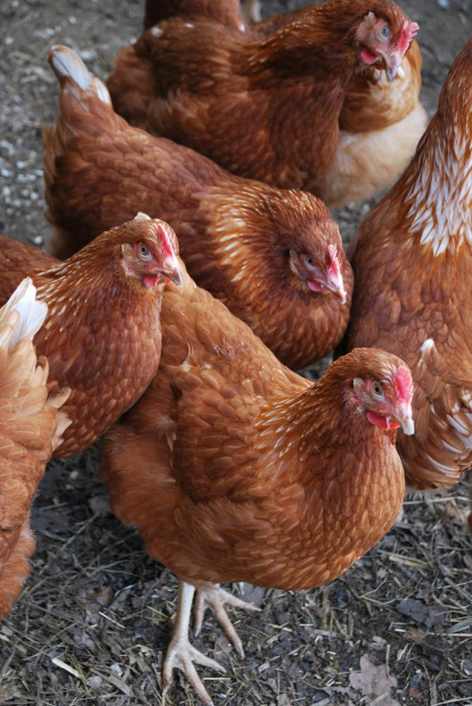 Rhode Island Red