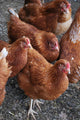 Rhode Island Red