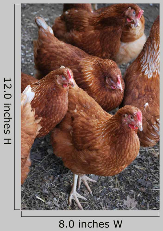 Rhode Island Red