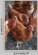 Rhode Island Red