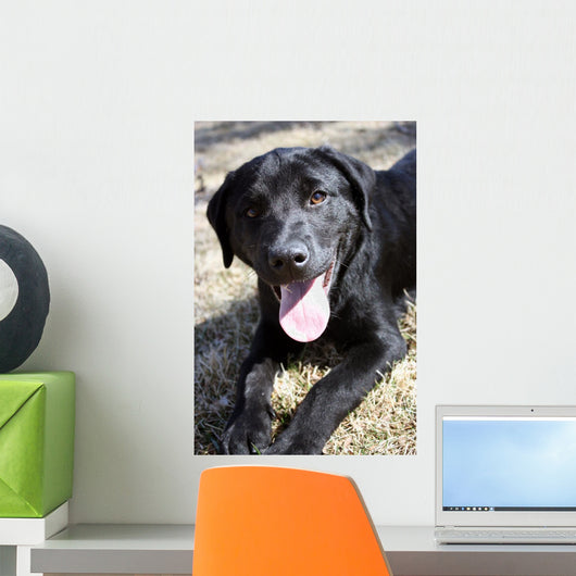 Black Lab Puppy Tired