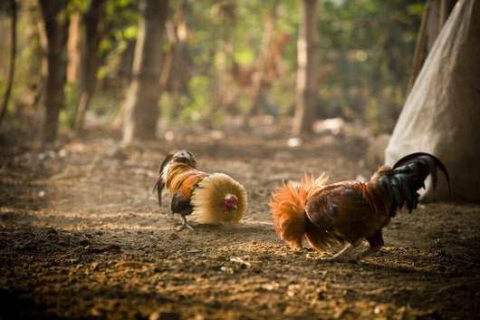 Cock Fight Wall Mural