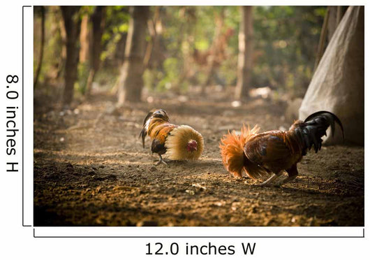 Cock Fight Wall Mural
