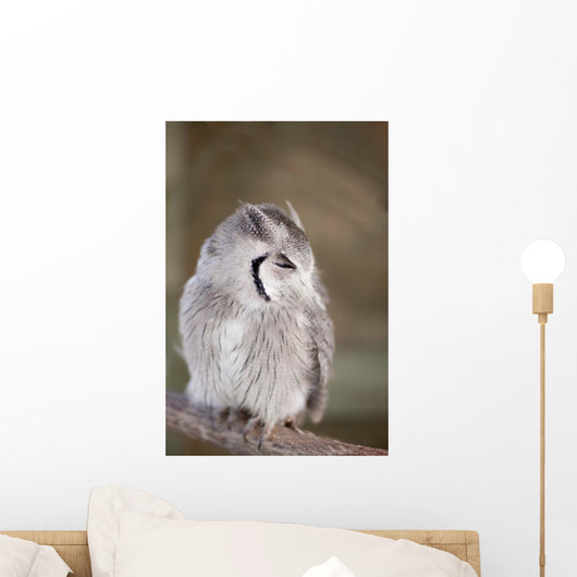 Little Owl Perched Branch Wall Mural