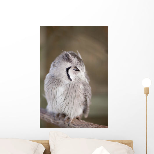 Little Owl Perched Branch Wall Mural