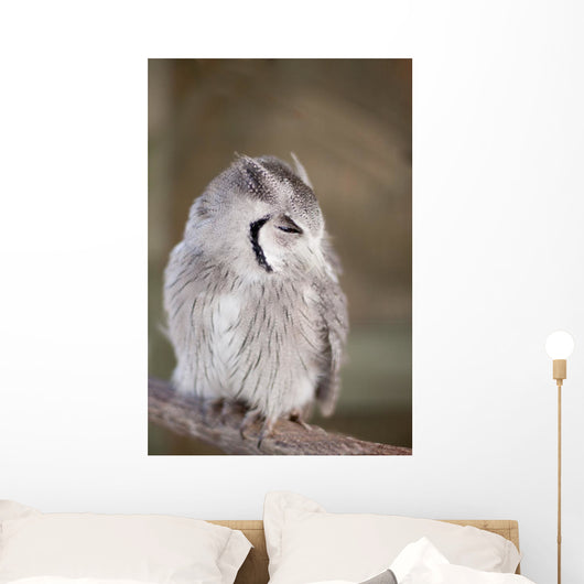 Little Owl Perched Branch Wall Mural