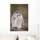 Little Owl Perched Branch Wall Mural
