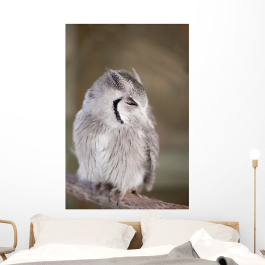 Little Owl Perched Branch Wall Mural