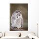 Little Owl Perched Branch Wall Mural