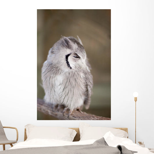 Little Owl Perched Branch Wall Mural