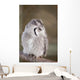 Little Owl Perched Branch Wall Mural