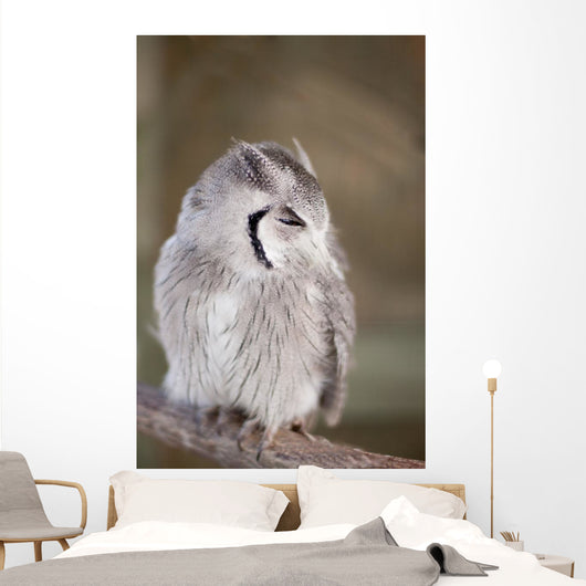 Little Owl Perched Branch Wall Mural