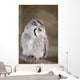 Little Owl Perched Branch Wall Mural