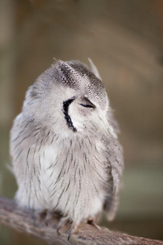 Little Owl Perched Branch Wall Mural
