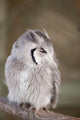 Little Owl Perched Branch Wall Mural