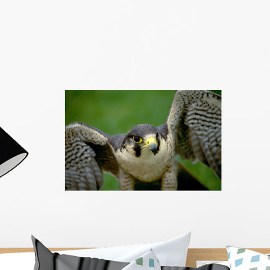 Peregrine Falcon Wall Mural